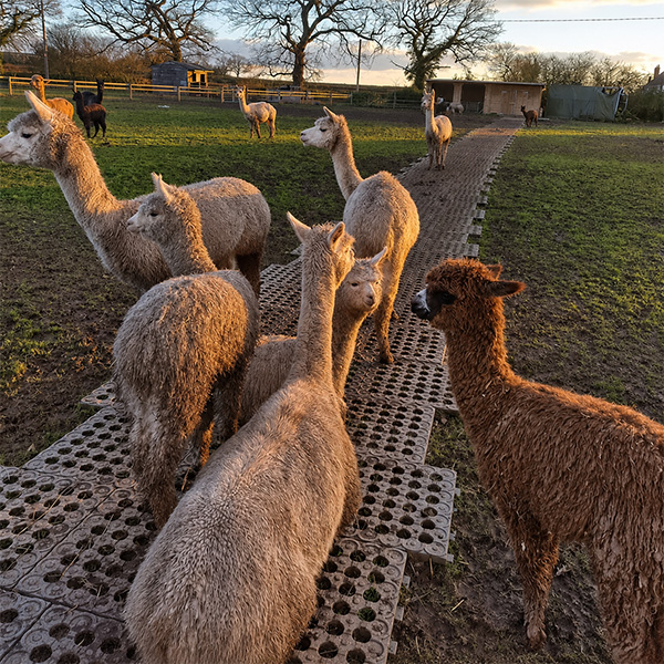 Mud control grids for livestock walkways